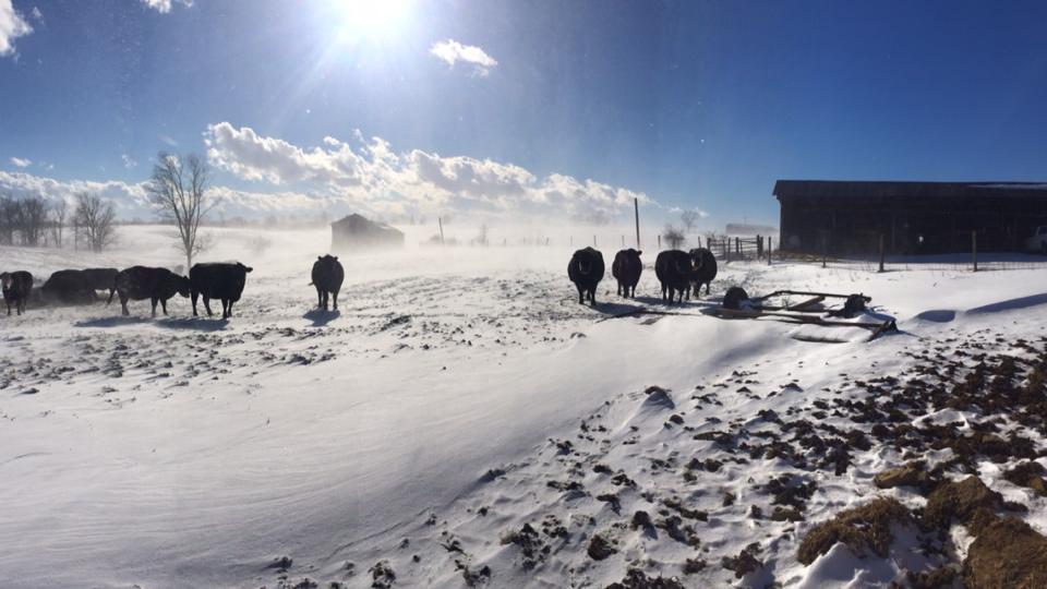 4 Winter Survival Tips For Your Cattle Farm