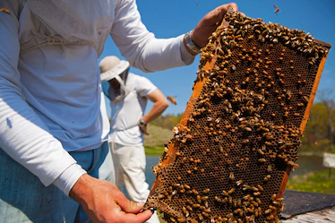 honey bee farming 