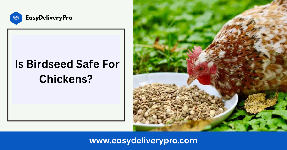 Is Birdseed Safe For Chickens? 