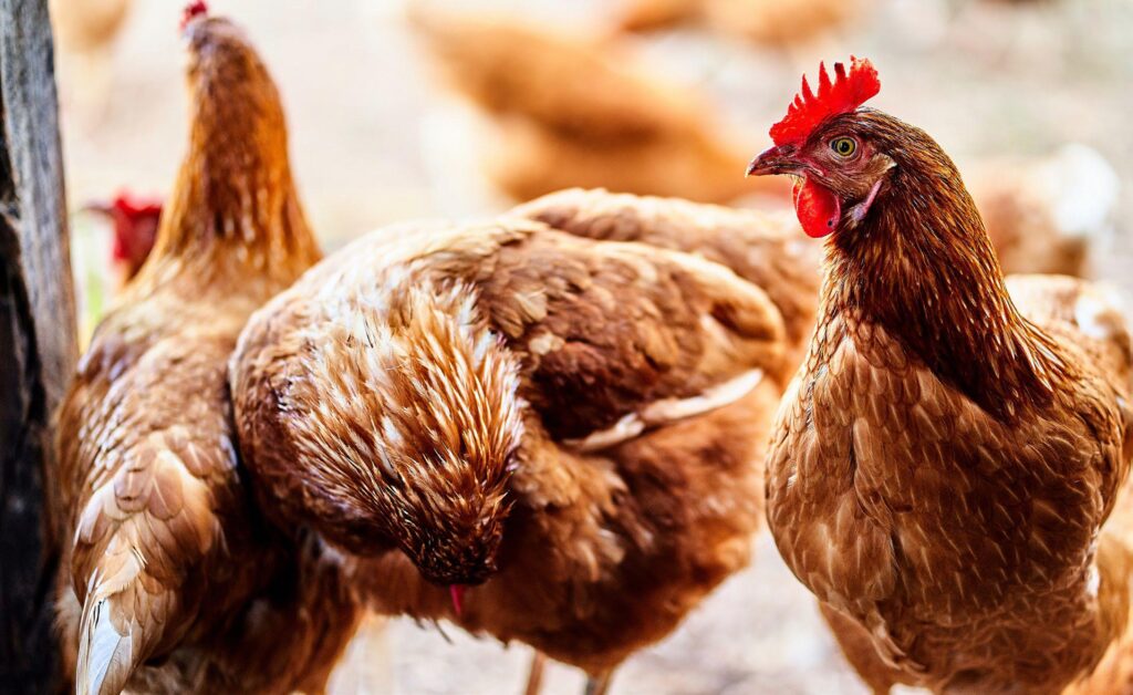  Winter Season On Poultry Production