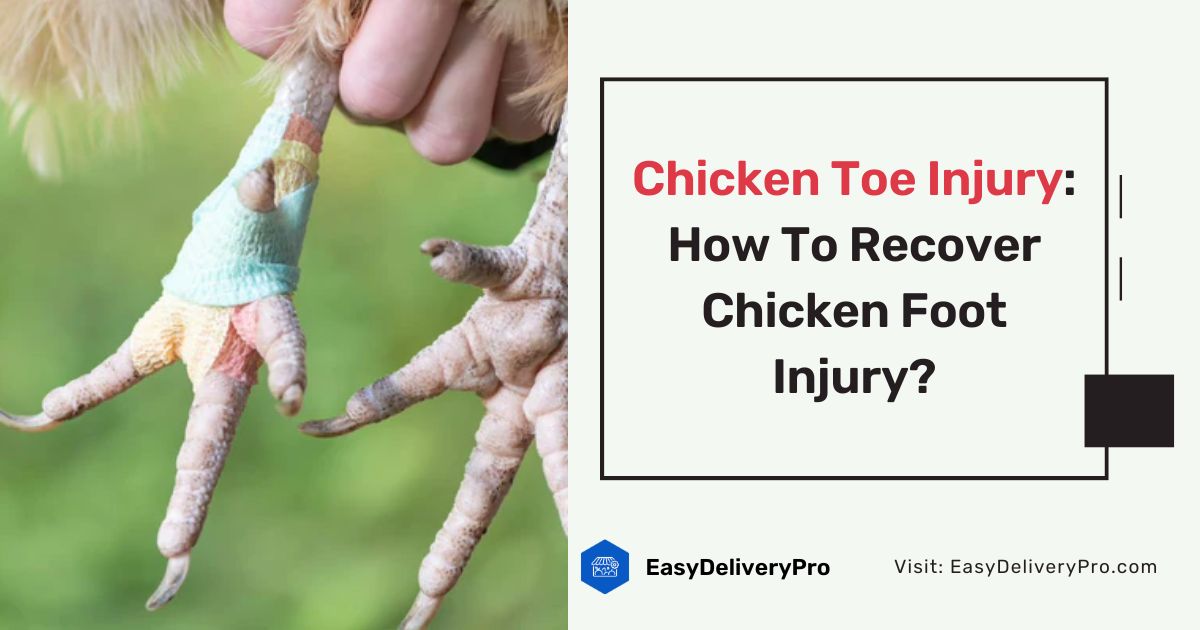 Chicken Toe Injury: How To Recover Chicken Foot Injury?
